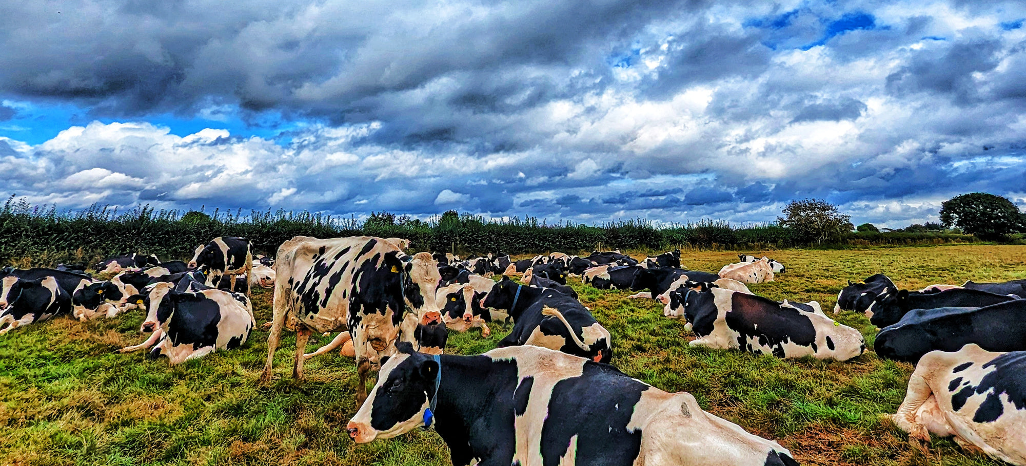 foureighty goes mad down at Bradfields Farm